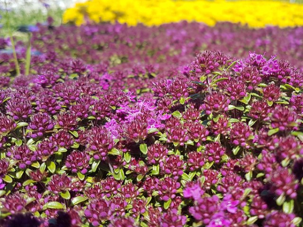 Thymus serpyllum, rot - (Roter Feld-Thymian),